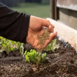 کود ورمی کمپوست برای درخت؛ ارگانیک فاقد نگهدارنده تقویت رشد گیاه
