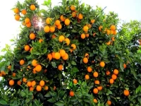 پرتقال شمال؛ افزایش قدرت ایمنی بدن حاوی ویتامین (A C)