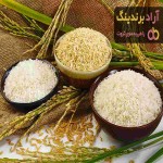 فروش عمده برنج شمال / فروش با قیمت ارزان