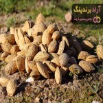 خرید دانه بادام | فروش انواع دانه بادام با قیمت مناسب