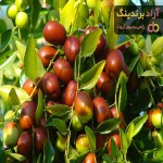 قیمت عناب تازه + خرید و لیست قیمت روز عناب تازه دی ۱۴۰۱
