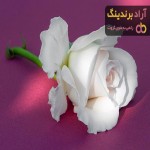 شاخه گل رز سفید طبیعی + بهترین قیمت خرید