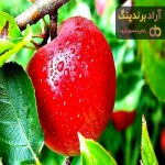 قیمت خرید درخت سیب قرمز فرانسوی در تهران مشهد شیراز ساری