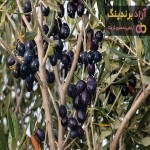 خرید درخت زیتون سیاه + قیمت عالی با کیفیت تضمینی