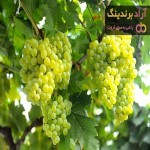 بهترین قیمت خرید انگور عسگری بی دانه در همه جا تهران، ملایر، قزوین، مشهد