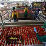 تحلیل بازار رب گوجه فرنگی در ایران و خارج و میزان درآمد هر کشور از صادرات آن