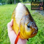 مشخصات ماهی کپور طلایی + قیمت خرید