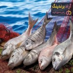 قیمت خرید ماهی کپور کبابی + طرز تهیه