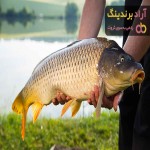 ماهی کپور کوهان دار + قیمت خرید، کاربرد، مصارف و خواص