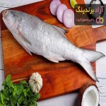 قیمت ماهی شیر بندرعباس تازه و صید روز در مشهد