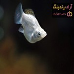 بهترین قیمت خرید ماهی مولی سفید در همه جا تهران
