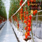 خرید و قیمت گوجه فرنگی گلخانه ای