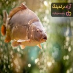 ماهی پرورشی گیلان | خرید با قیمت ارزان