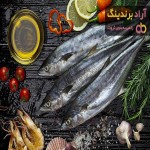 ماهی شیر نیزه دم سیاه | خرید با قیمت ارزان