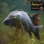 قیمت خرید ماهی کپور زنده + فروش در تجارت و صادرات
