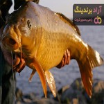 بهترین ماهی کپور طلایی + قیمت خرید عالی