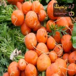 مرجع قیمت انواع هویج شیراز + خرید ارزان