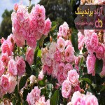 خرید و قیمت روز گل رز فرانسوی