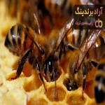 مرجع قیمت انواع زنبور عسل + خرید ارزان