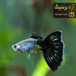 خرید انواع ماهی گوپی تهران + قیمت