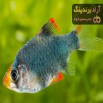 بهترین ماهی بارب حلب + قیمت خرید عالی