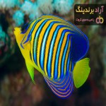 قیمت خرید ماهی آنجل باله بلند در تهران