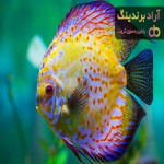 قیمت و خرید ماهی دیسکس دیوار تهران + فروش ارزان