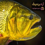 خواص ماهی کپور طلایی + قیمت خرید