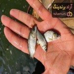 بچه ماهی کپور؛ وزن 50، 100 گرمی در اصفهان + قیمت