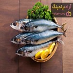 قیمت و خرید ماهی شیر بندر سارم + فروش ارزان