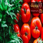 خرید بهترین انواع گوجه فرنگی ربی با قیمت ارزان