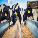 خرید و قیمت خوراک گاو گوشتی سمینتال