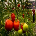 همه محصولات گوجه فرنگی گلخانه ای (Greenhouse tomatoes) + قیمت خرید
