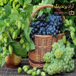 قیمت خرید انگور سیاه بی دانه + خواص، معایب و مزایا