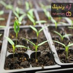 بذر بادمجان | خرید بهترین قیمت بذر بادمجان در سراسر ایران