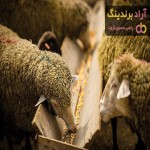 بهترین خوراک دام گوسفندی + قیمت خرید عالی