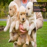 آشنایی با سگ گلدن + قیمت استثنایی خرید سگ گلدن