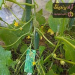 بذر خیار سبز  | قیمت خرید عمده و جزیی