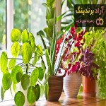 خرید انواع گیاهان آپارتمانی مقاوم + قیمت