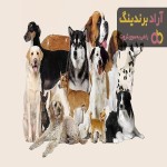 خرید و قیمت روز سگ خانگی تهران