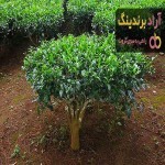 معرفی انواع گیاه چای + قیمت خرید روز