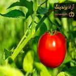 گوجه فرنگی صادراتی | خرید انواع  گوجه فرنگی صادراتی در قیمت های مختلف