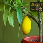 قیمت خرید نهال درخت لیمو ترش در شیراز رشت رامسر تبریز
