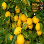 خرید و قیمت روز لیمو ترش مرغوب
