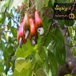 درخت بادام هندی ( مناطق کاشت در ایران )