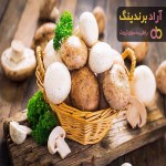 بهترین قیمت خرید قارچ صدفی پرورشی در همه جا تهران اصفهان مشهد شیراز