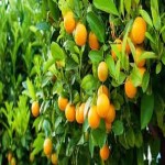 لیست قیمت لیمو ترش سنگی جنوب ۱۴۰۱