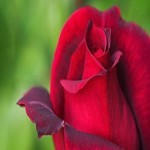خرید و قیمت انواع گل هلندی قرمز