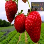 قیمت توت فرنگی بوته ای + بهترین قیمت خرید روز محصول با جدیدترین لیست قیمت فروش