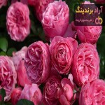 گل رز فلوریبوندا | فروشندگان قیمت مناسب گل رز فلوریبوندا